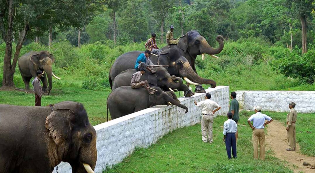 dubare elephant camp coorg