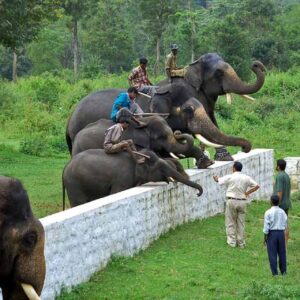 dubare elephant camp coorg