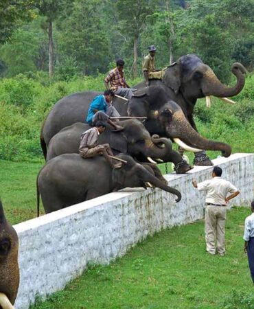 dubare-elephant-camp-coorg dubare-elephant-camp-coorg