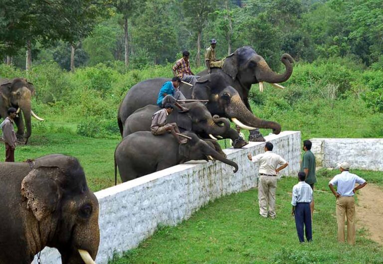 dubare-elephant-camp-coorg dubare-elephant-camp-coorg
