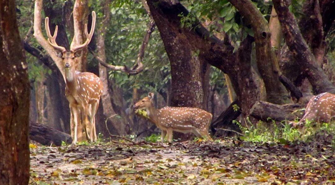 kaveri nisargadhama forest park coorg