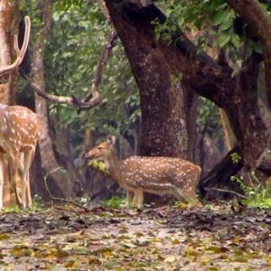 kaveri nisargadhama forest park coorg