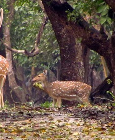 kaveri-nisargadhama-forest-park-coorg kaveri-nisargadhama-forest-park-coorg