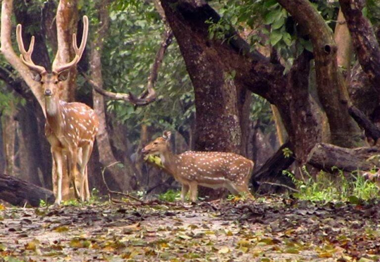 kaveri-nisargadhama-forest-park-coorg kaveri-nisargadhama-forest-park-coorg